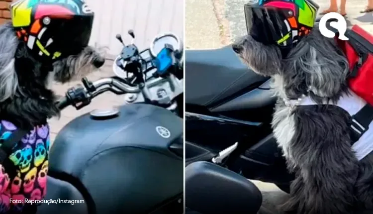 Cadelinha resgatada faz sucesso como entregadora de delivery em SP