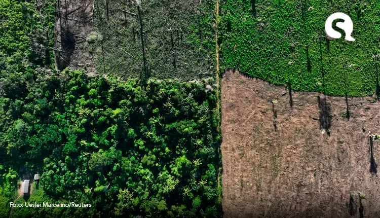 Alertas de desmatamento na Amazônia caem 61% em janeiro