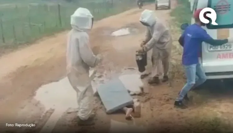 Motorista de ambulância socorre quatro pessoas vítimas de ataque de abelhas em estrada no interior do Ceará