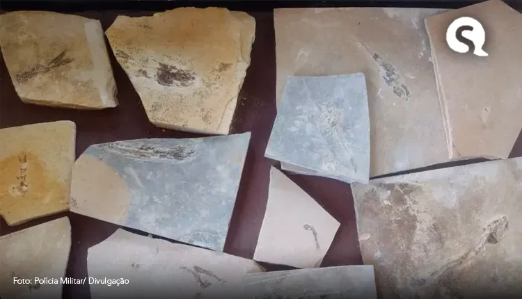 Polícia apreende dezenas de fósseis de peixes e insetos em pedreira no Ceará