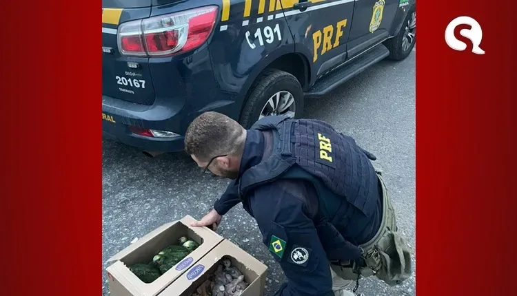 PRF prende homem que transportava 16 papagaios em situações precárias no Ceará