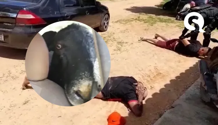 Quadrilha é presa em carros cheios com cabras e ovelhas furtadas em Viçosa e Granja