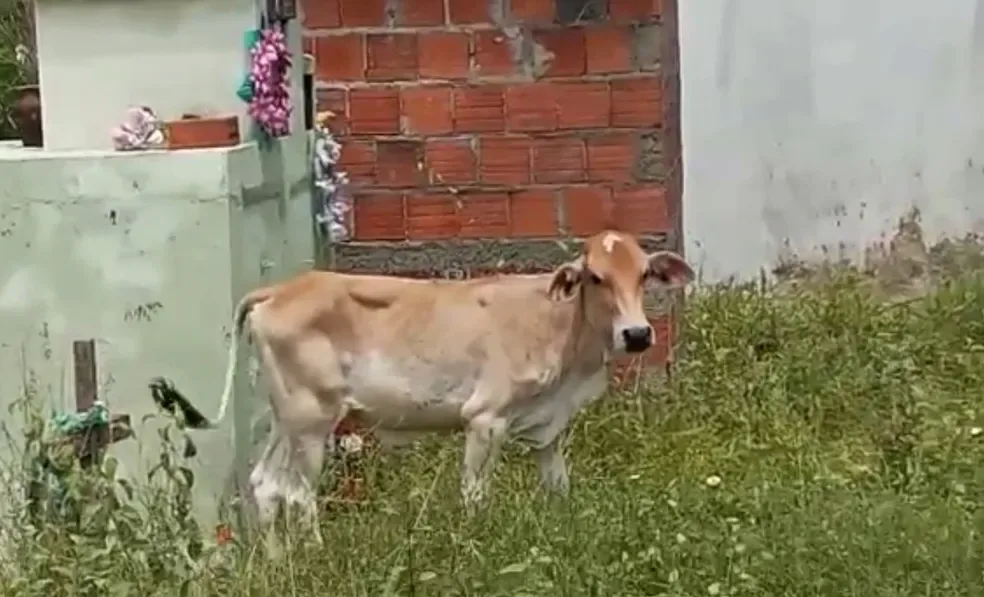 Bois e vacas são flagrados pastando em meio a túmulos de cemitério público em Uruoca, no Ceará; vídeo