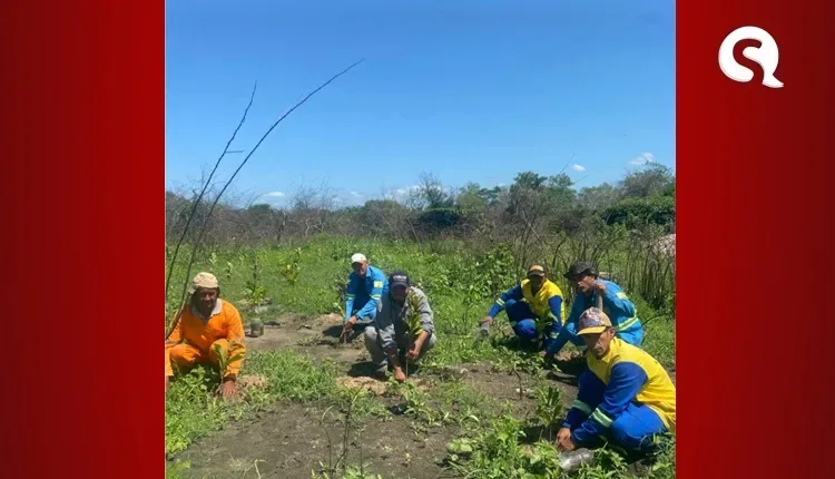 Agência Municipal do Meio Ambiente de Sobral refloresta o Olho D’água do Pajé, plantando 1850 mudas da espécie nativa de pau-branco
