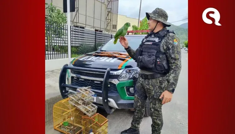 PMCE prende homem com espingardas, pássaros silvestres em Itapipoca