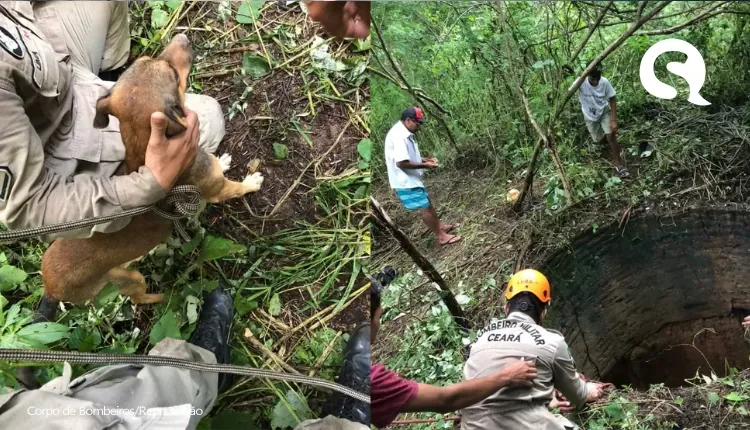 Cão é resgatado após passar três dias em poço de 15m de profundidade em Itapipoca, no Ceará