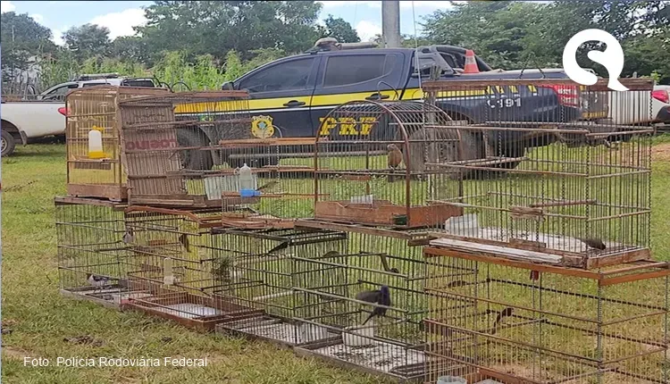 Mais de 80 pássaros são resgatados de cativeiro ilegal em cidades do Piauí e Ceará