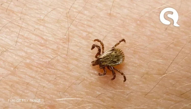 O que é a febre maculosa, doença que já matou três pessoas no Brasil