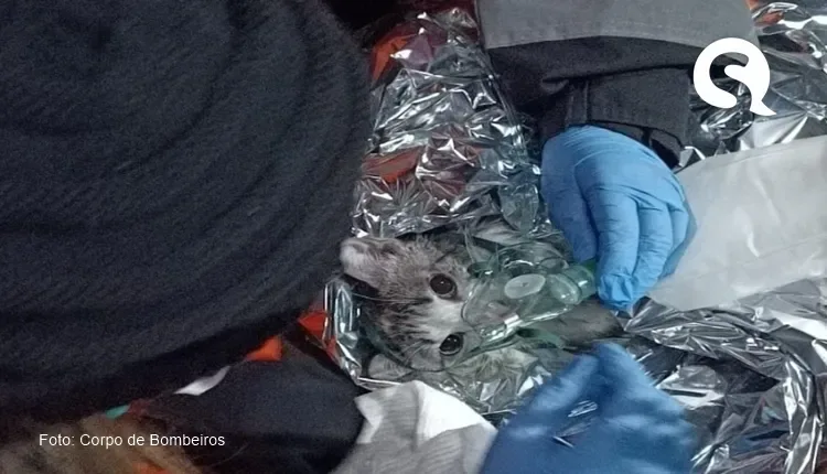 Foto de gato usando máscara de oxigênio após incêndio emociona internautas