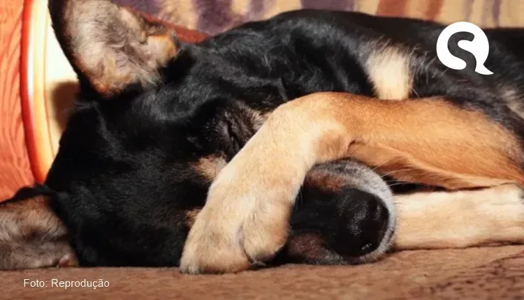 Idoso é denunciado por abusar sexualmente de dois cães em São Paulo