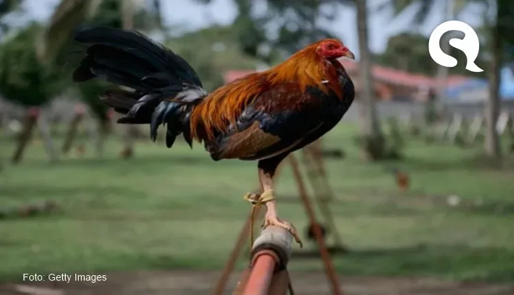 Justiça condena dupla por roubo de um galo em Aurora, interior do Ceará