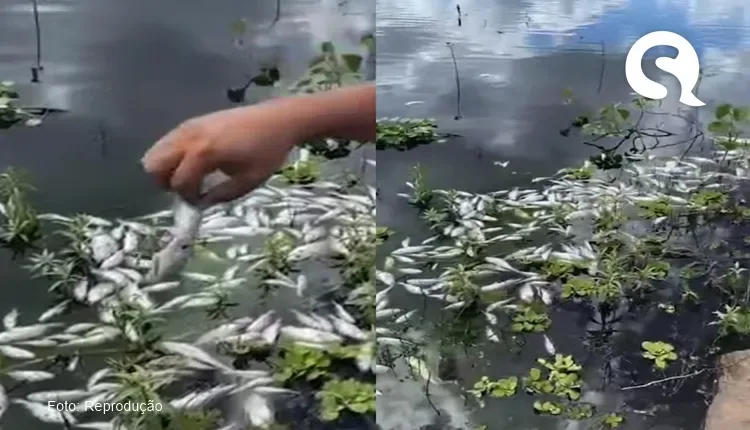Centenas de peixes são encontrados mortos no Açude Ayres de Sousa, em Jaibaras