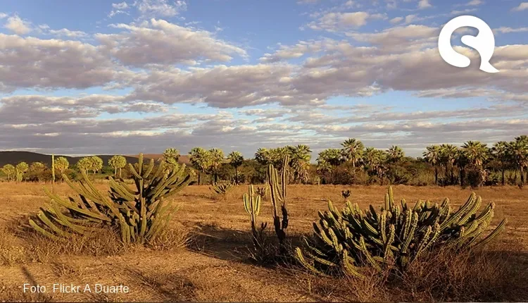 Mudanças climáticas podem tornar a caatinga mais árida, aponta estudo