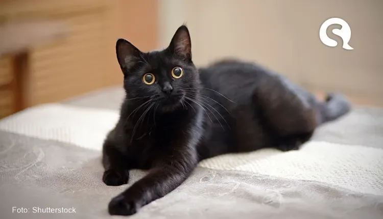 Gato mais rico do mundo tem fortuna avaliada em 115 milhões; veja