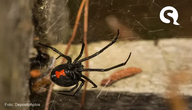 Menino de 8 anos é picado por viúva negra ao tentar virar Homem-Aranha