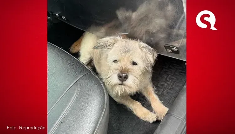 Parece filme! Cãozinho anda 163km na Suíça atrás dos donos que saíram de férias