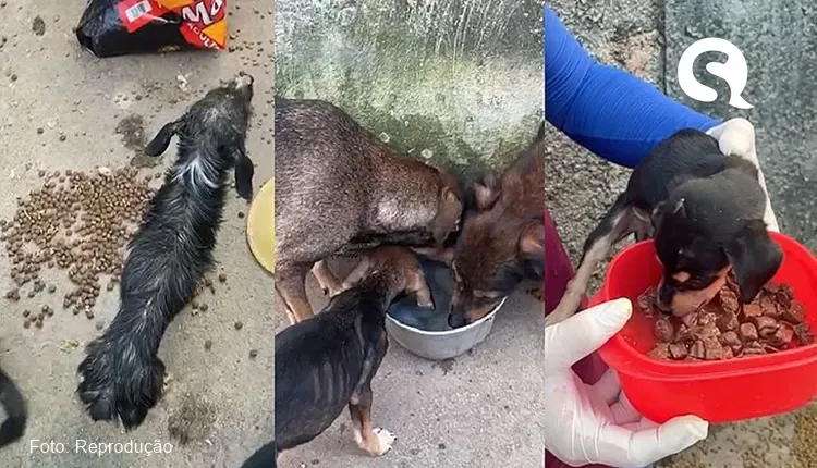 Cães são resgatados em situação de desnutrição e canibalismo em Maceió
