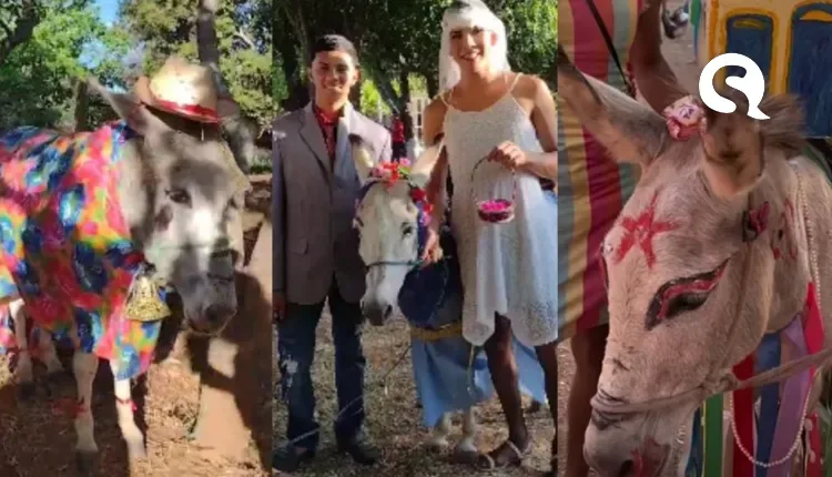 Distrito de Sobral realiza concurso de jumento ‘mais enfeitado’