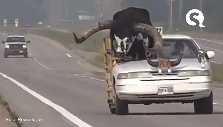 Motorista é advertido por transportar touro no banco de passageiro do carro nos EUA