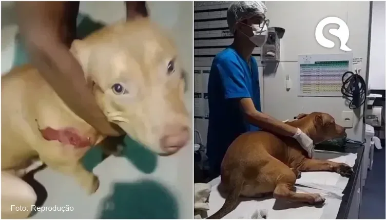 Policial atira em cachorro pitbull durante abordagem no Ceará e gera revolta