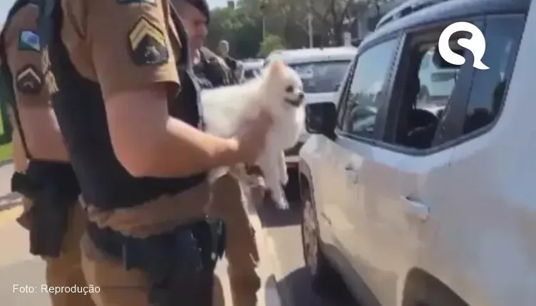 Em meio a onda de calor, cachorro é resgatado por PM após ficar trancado em carro por quase 2 horas
