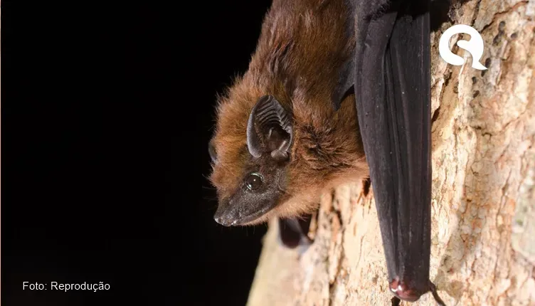 Variantes da raiva encontradas em saguis são identificados em morcegos no Ceará