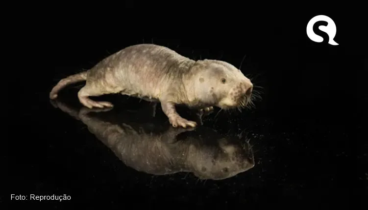 Cientistas estudam transferência de gene que pode contribuir para longevidade