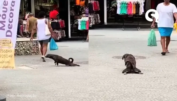 Cachorro espertinho finge estar machucado para comover pessoas no RJ