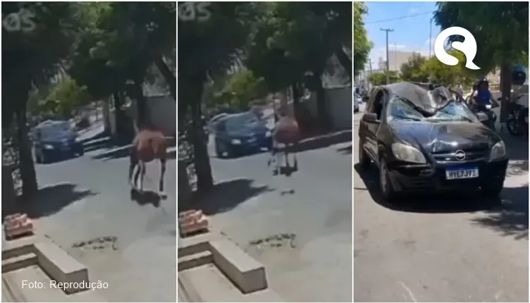 Após cavalo colidir e destruir carro, dona do animal oferece outro veículo a motorista