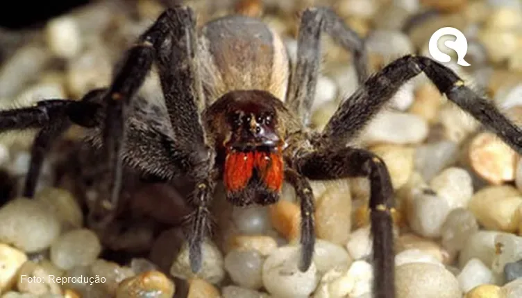 Picada de aranha-armadeira pode causar ereção de até quatro horas