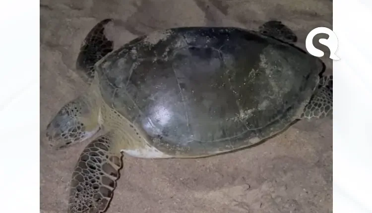Tragédia Ambiental: Terceira tartaruga é encontrada morta em Camocim este mês