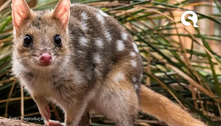 Mamífero da Austrália pode entrar em extinção por fazer sexo demais