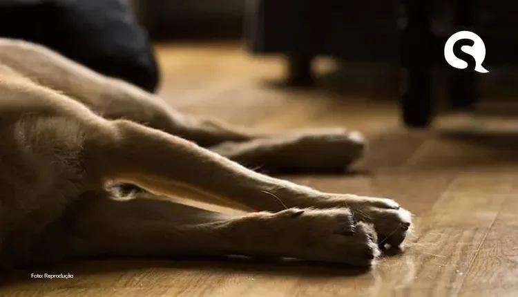 Homem é detido acusado de raptar e praticar relação sexual com cachorra em Itapajé