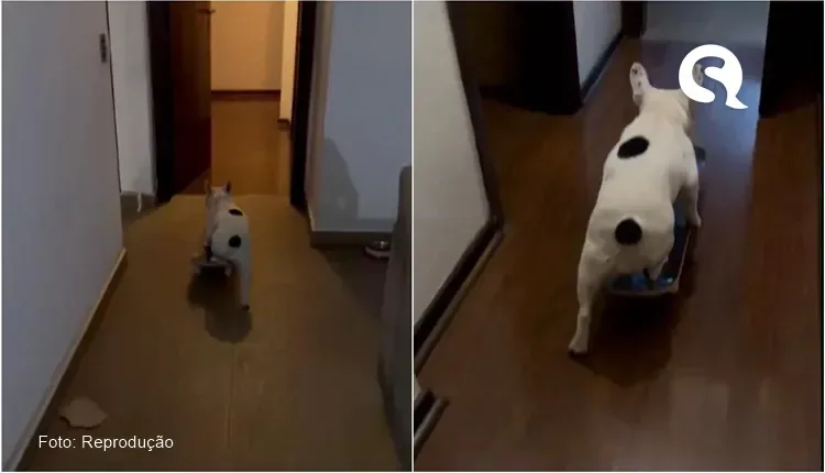 Cachorrinha ganha skate de Natal e diverte a web mostrando sua habilidade