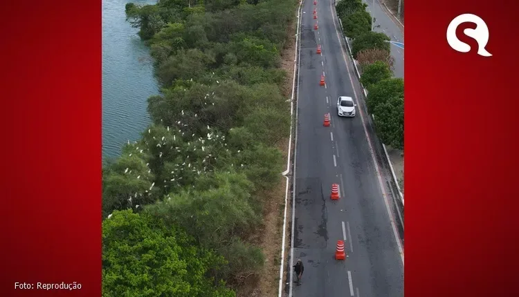 Barreiras de velocidade auxiliam na proteção de aves nativas em reprodução no bairro Belchior