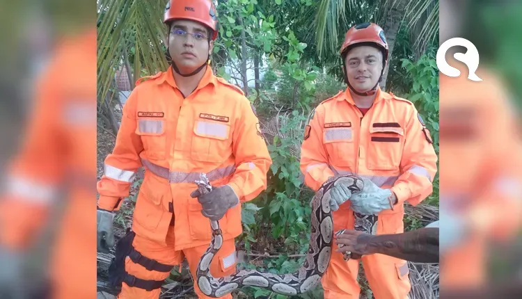 Corpo de Bombeiros resgata jiboia de grande porte na zona rural de Sobral