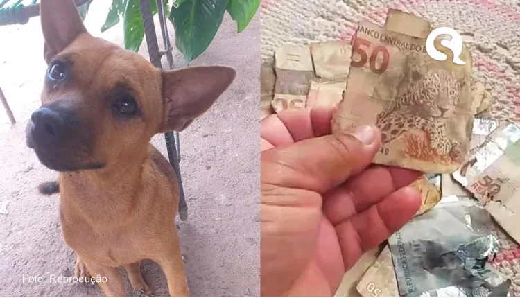 Cãozinho encontra dinheiro escondido e come mais de R$ 1,3 mil