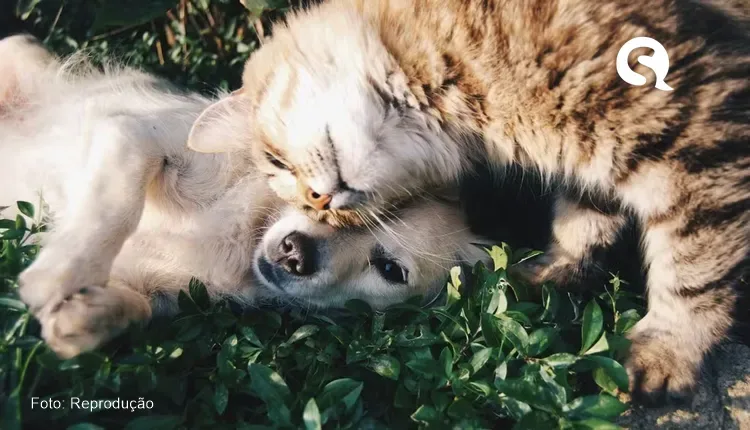Idosa exclui filhos e deixa herança de R$ 13 milhões para seus pets