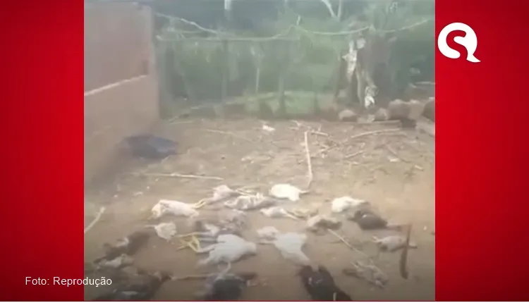 Indivíduo coloca veneno em cercado de galinhas e mata varias aves de agricultor em Ipueiras