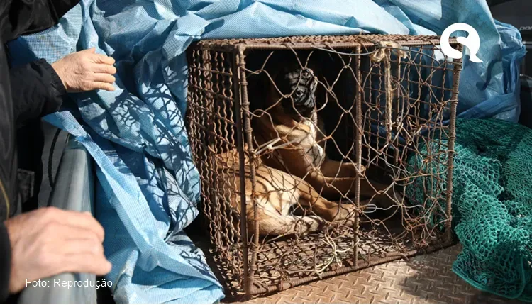 Coreia do Sul aprova projeto de lei que proíbe venda de carne de cachorro
