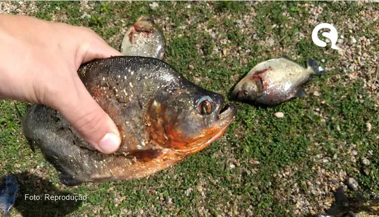 Ataques de piranhas são registrados em açudes do interior do Ceará durante período chuvoso