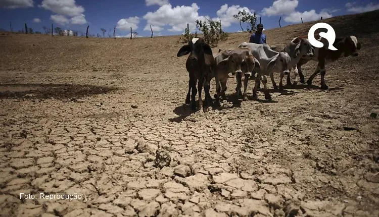 Escassez de chuvas afeta pastagens, causa morte de animais e preocupa agricultores cearenses