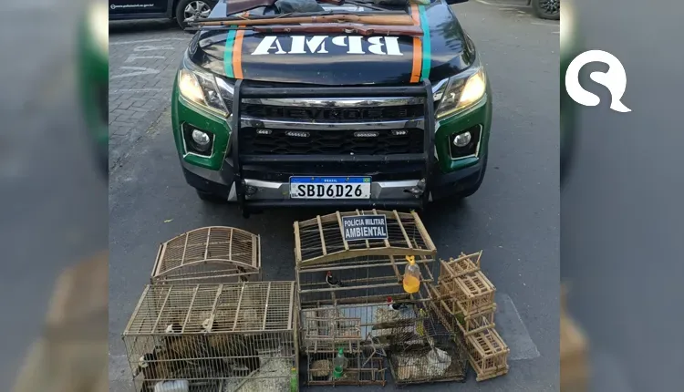 Em ações distintas, PMCE apreende 28 aves silvestres, gaiolas e munições na Capital e em Massapê