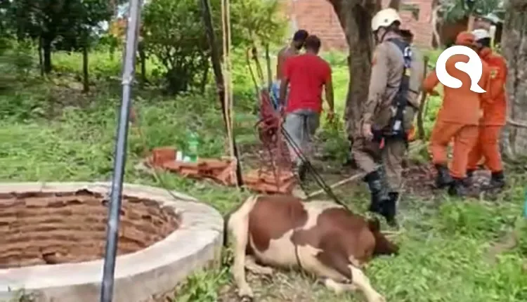 Vaca é resgatada após cair em cacimba de 15 metros em Ipueiras