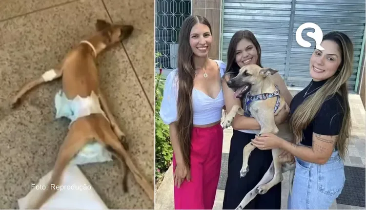 Cachorro com tétano ‘sem solução’ é retirado da fila de eutanásia e se recupera da doença após adoção