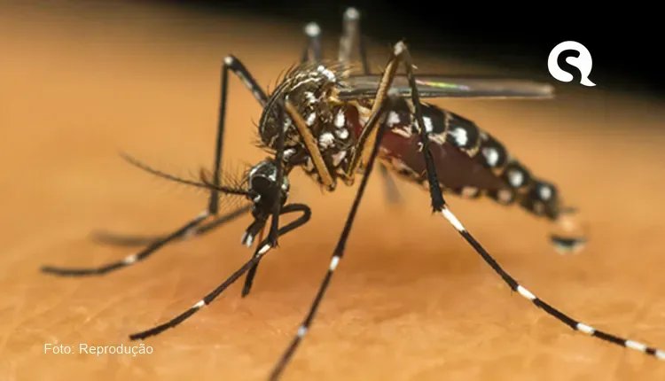 Brasil chega a 1 milhão de casos de dengue, e Ceará tem apenas 0,3% dos registros; entenda os motivos