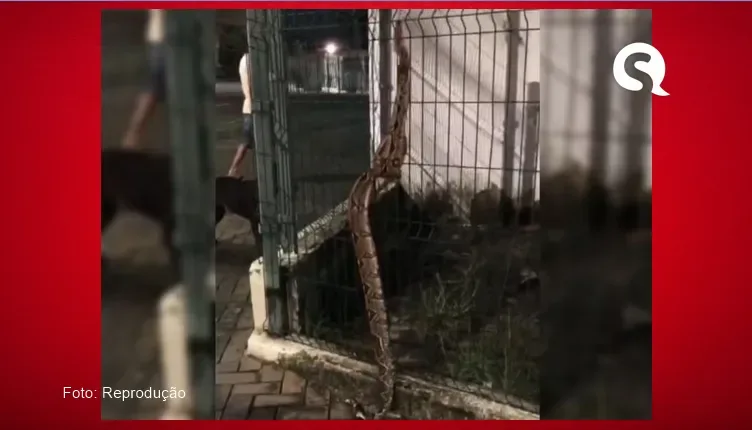 Jiboia de quase dois metros é achada em grade de UPA na cidade de Sobral