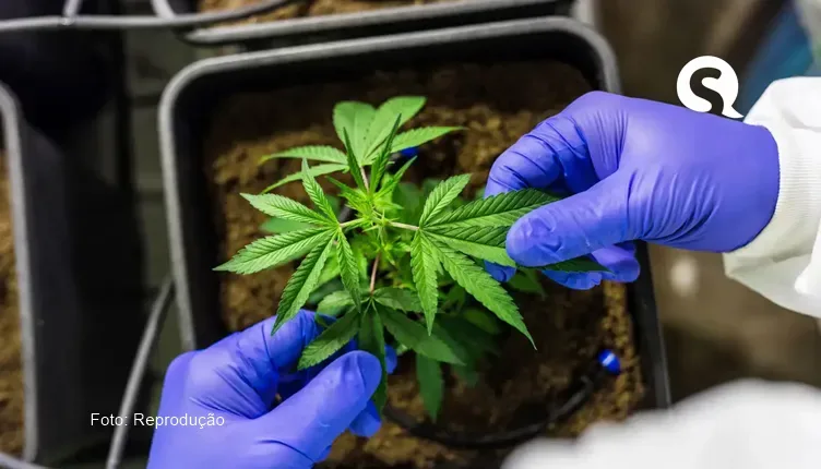 Senado aprova criminalização do porte de drogas em qualquer quantidade