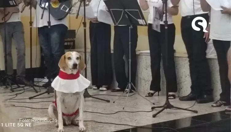 Cachorro adotado por padre usa roupa de coroinha e participa de missas na Igreja