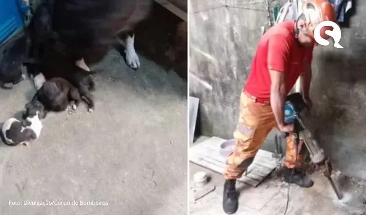 Quatro filhotes de cachorro são resgatados de bueiro em Fortaleza